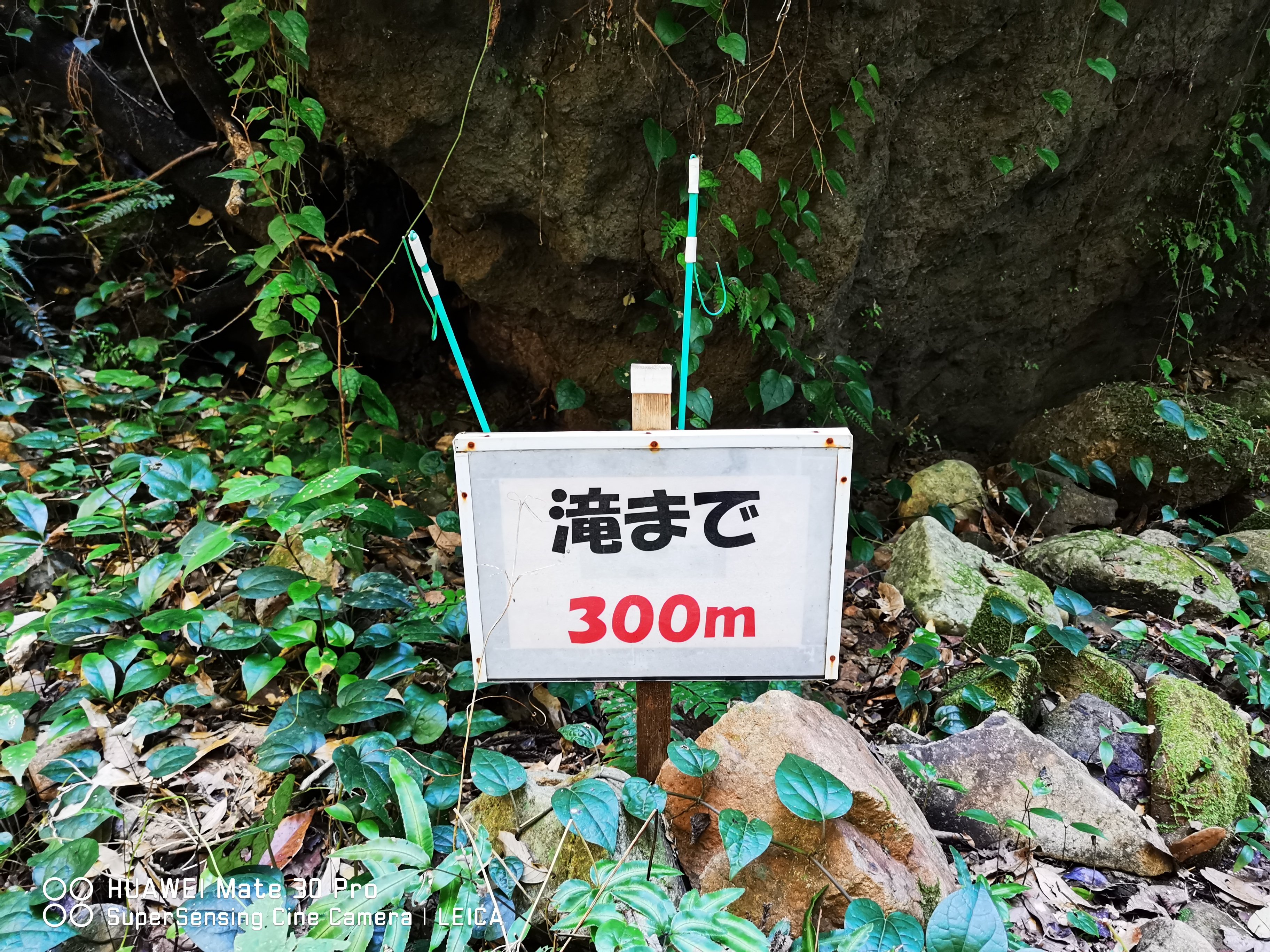 日本四國高知秘境之旅開車自駕行程規劃住宿建議 馬路村、伊尾木洞、龍河洞、西島園藝園地