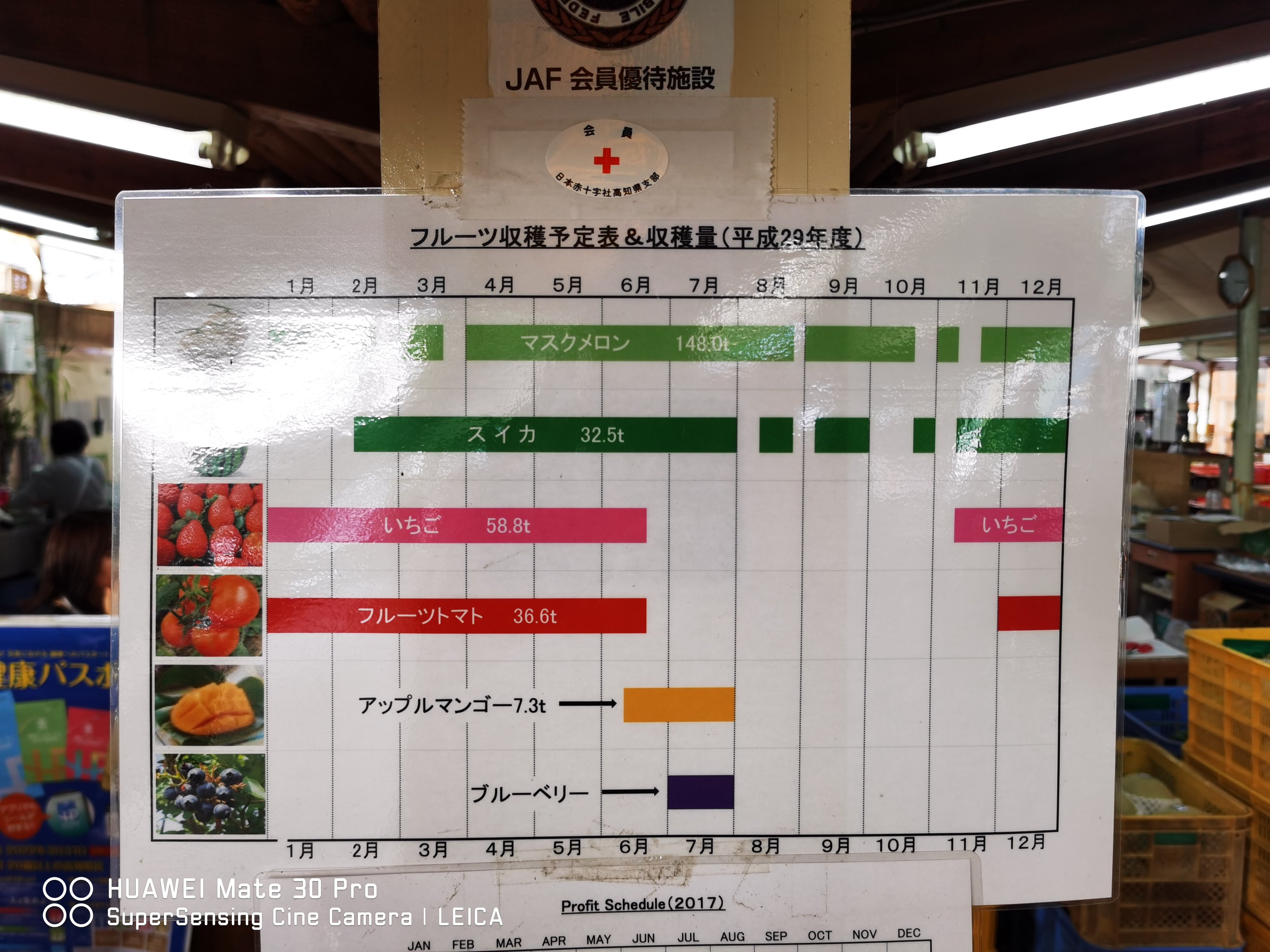 日本四國高知秘境之旅開車自駕行程規劃住宿建議 馬路村、伊尾木洞、龍河洞、西島園藝園地